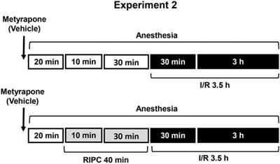 Non-Invasive Remote Ischemic Preconditioning May Protect the Gastric Mucosa Against Ischemia-Reperfusion-Induced Injury Through Involvement of Glucocorticoids